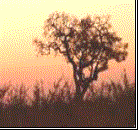 african-sunset.jpg